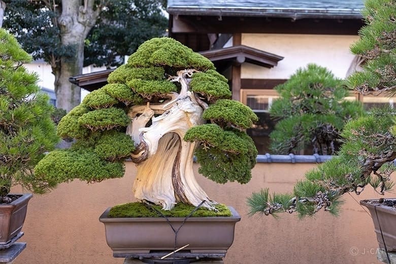 bonsai tree, Japan traditional and cultural thing to do