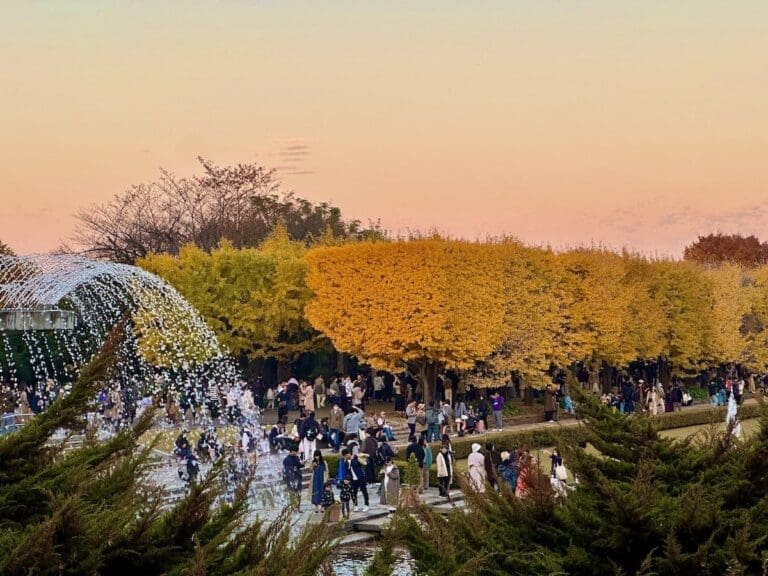 Sunset on shouwa kinen park in Tokyo during fall season with yellow maple trees