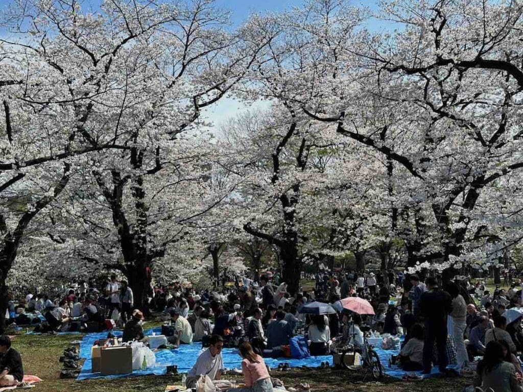 Japanese people having a picnic under fully bloomed cherry blossom during sakura season at Yoyogi Park in Tokyo