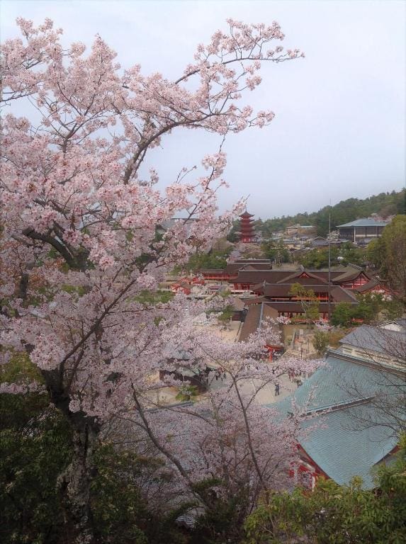 Elevated view from Jukeiso showing cherry blossoms in bloom with rooftops of Miyajima’s temple complex in the background.