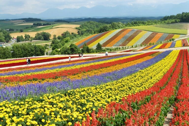 Rows of red, yellow and purple flowers on sloping fields in Biei, Hokkaido with visitors strolling along paths