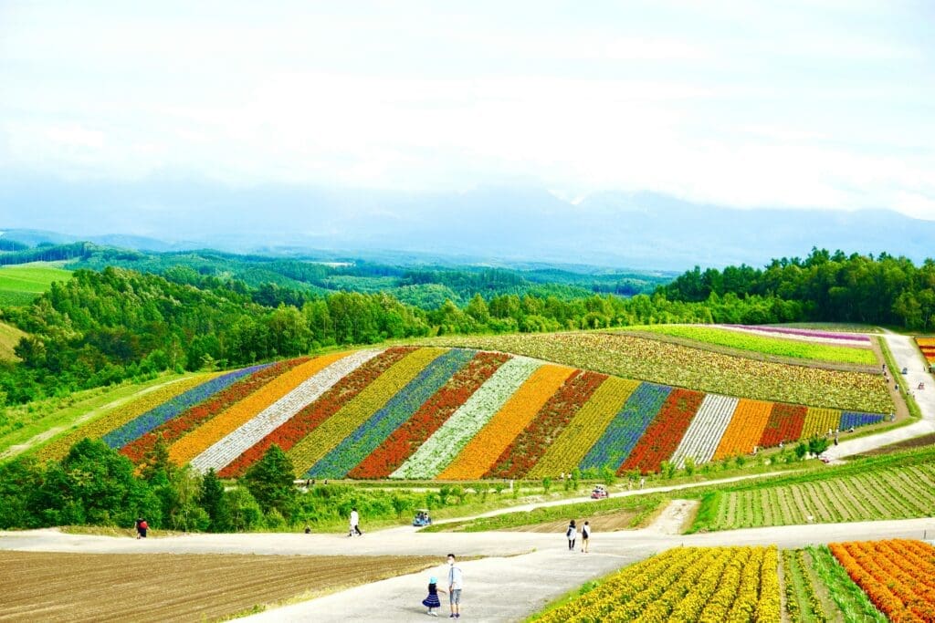 Colorful striped flower fields on rolling hills in Biei, Hokkaido with visitors on paths
