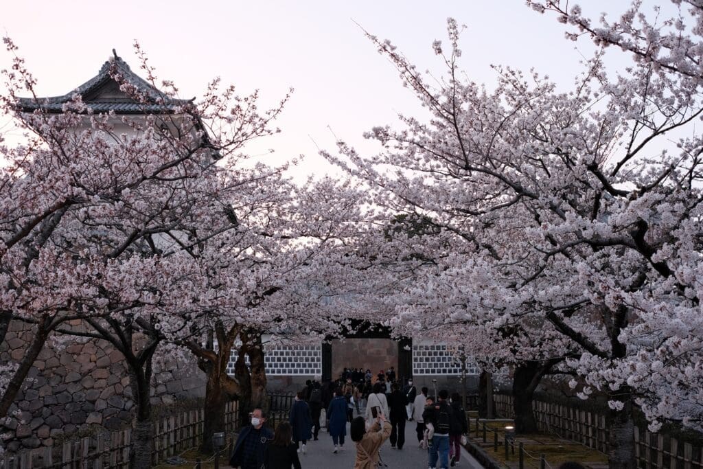 Sakura Gate at Kanazawa Castle during cherry blossoms