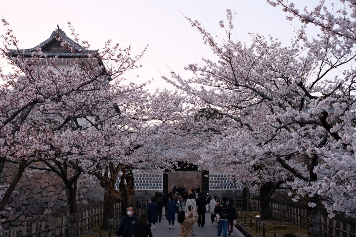 Sakura Gate at Kanazawa Castle during cherry blossoms