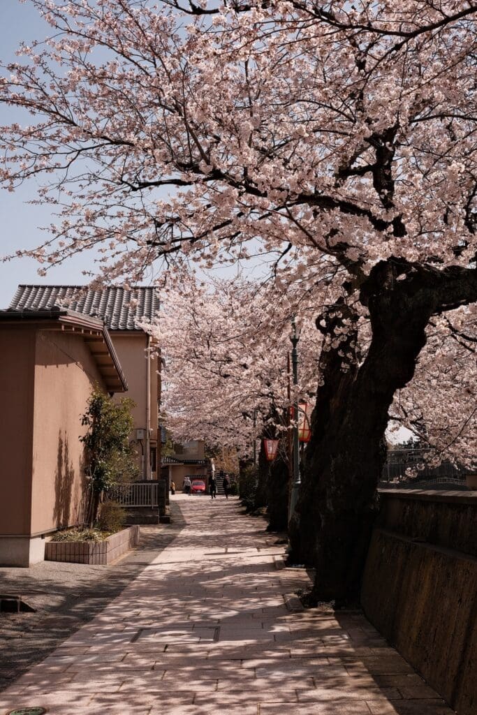 Cherry blossom trees lining a paved street in Kanazawa, Japan