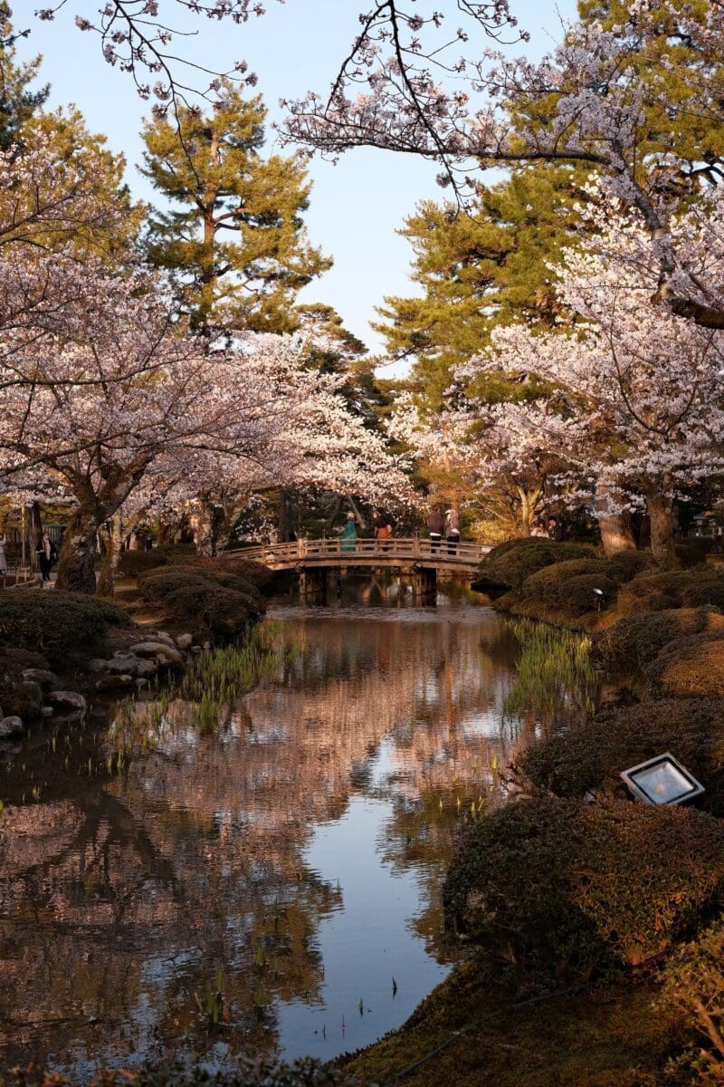 Cherry blossom trees arching over pond and wooden bridge in Kanazawa's Kenrokuen Garden