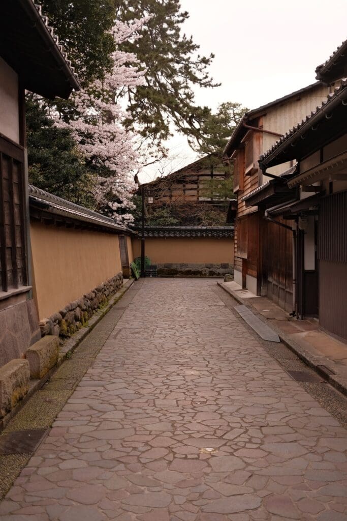 Stone-paved alley lined with wooden samurai houses and clay walls in Nagamachi samurai district, Kanazawa with cherry blossoms