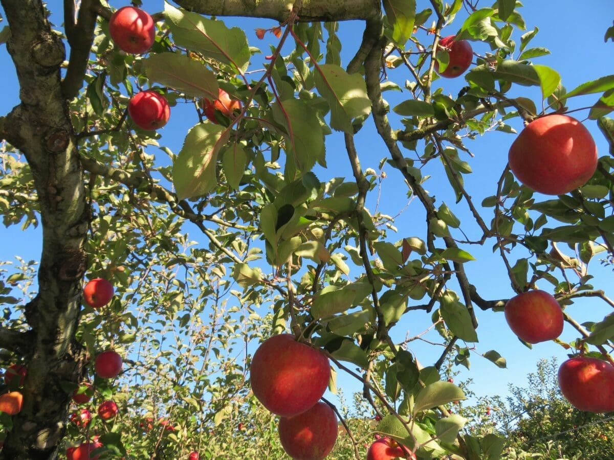 Apple orchard in Aomori during harvest
