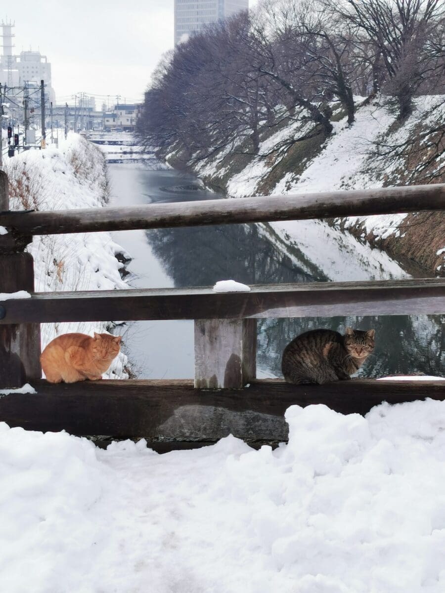 Cats on a snowy bridge in Yamagata