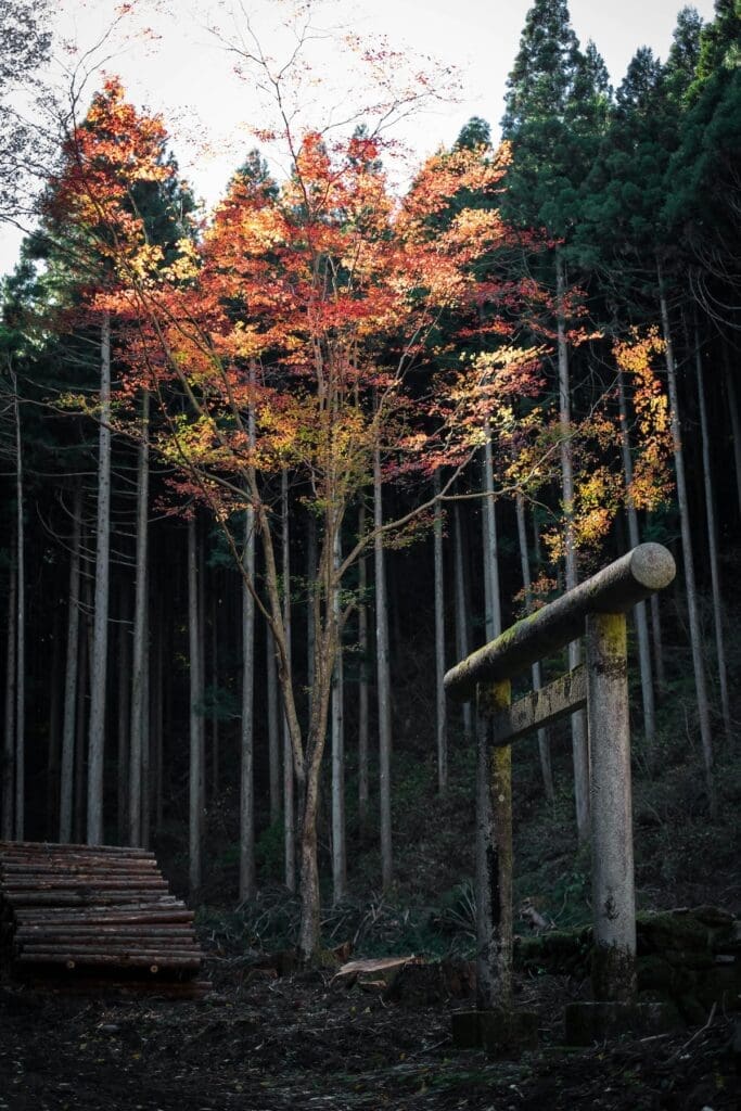 Autumn maple and mossy torii gate in a Fukushima forest, tall cedar trunks in background and a stack of logs nearby