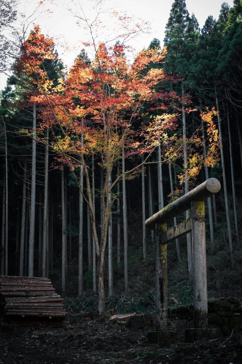 Forest torii in Fukushima in autumn
