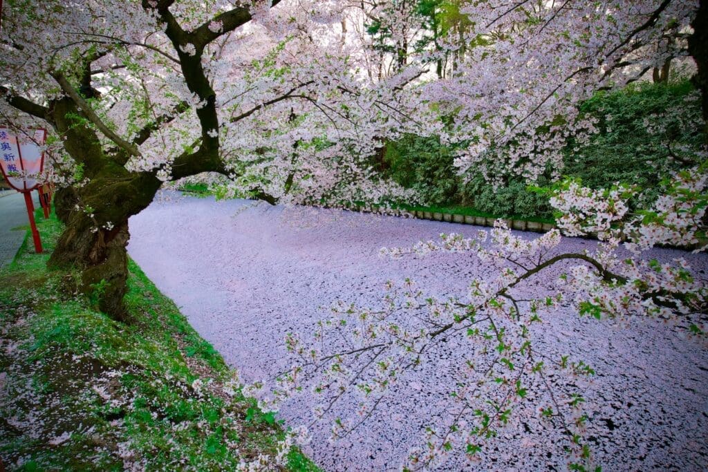 Sakura blossoms over Hirosaki Castle moat covered with petals in Hirosaki Park, Aomori, Japan
