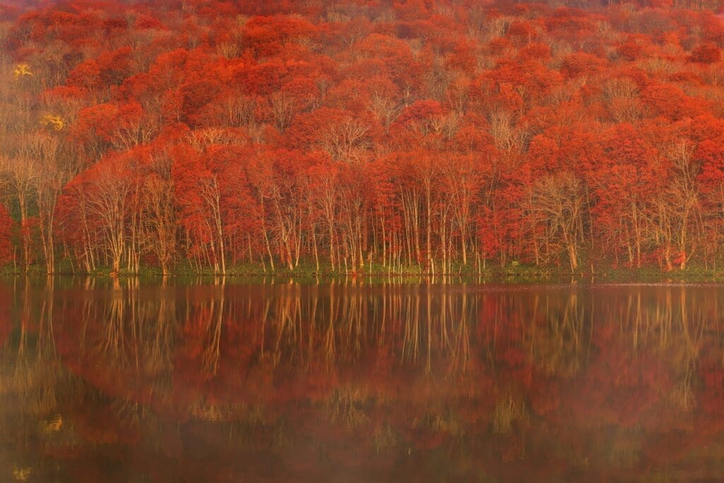Red autumn trees along Lake Towada mirrored in calm water, Aomori, Japan