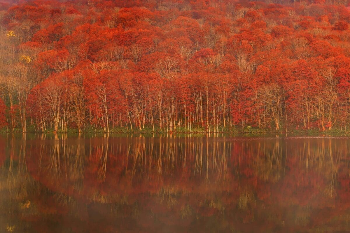 Autumn foliage at Lake Towada
