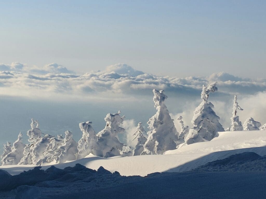 Rime-covered Zao snow monster trees on Mount Zao, Japan, above a snowy slope and sea of clouds